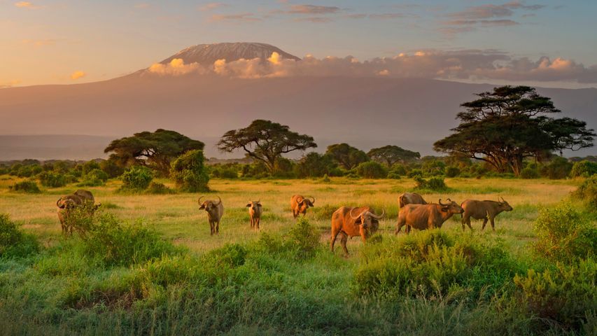 Kenya Landscape